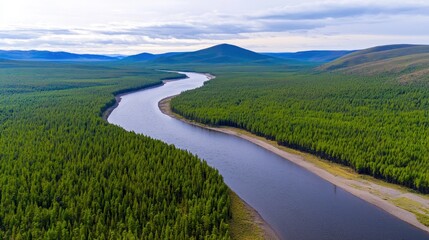 Aerial view of a river flowing through a vast forest