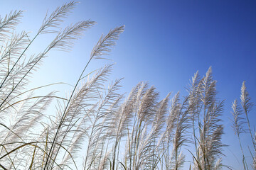 White flowers in winter on blue Sky
