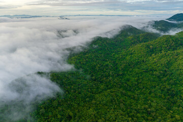 Beautiful mist over green forest on the mountain.