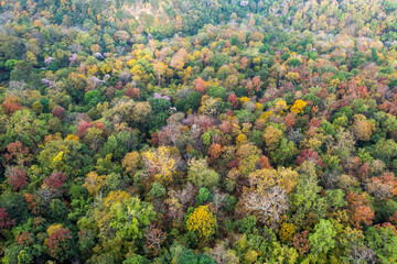 The beautiful colors of the forest during the autumn season.