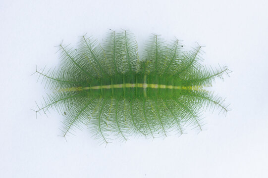 Euthalia aconthea