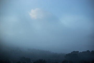 Foggy sky and forest minimalist lanscape