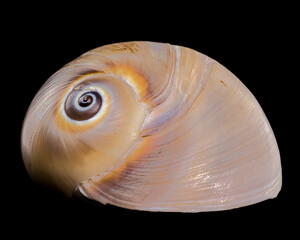 Polymita Picta snail Shell on Wood black background