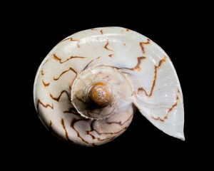 Cymbiola Nobilis Seashell on black background