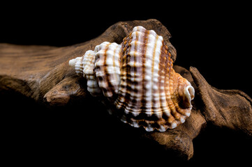 Distorsio Anus Shell on on driftwood macro black background