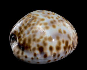 Cypraea tigris, or the tiger cowrie on black background