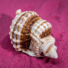 Distorsio Anus Shell on a red sand