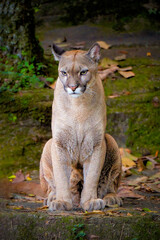 Close-up of puma sitting on scrubland