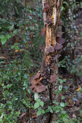 Wood ear mushroom fungi growing on a tree trunk in a damp forest