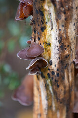 Close-up of wood ear mushroom fungi growing on damp tree trunk forage