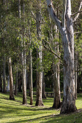 A grove of tall eucalyptus trees casting shadows on green grass