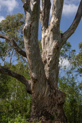 A large eucalyptus tree with textured bark against a bright blue sky