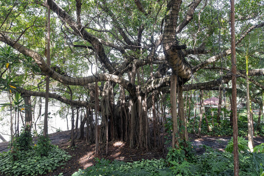A massive banyan tree with sprawling branches and aerial roots