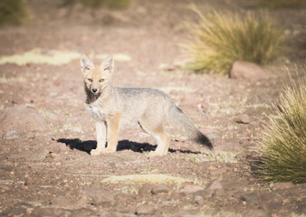 Serene desert landscape with grazing wildlife