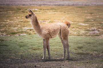 Fototapeta premium Serene desert landscape with grazing wild vicuñas