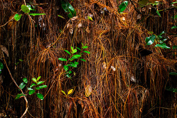 Background of wet pine leaves fallen with copy space