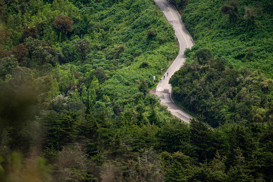 Serene view of three cyclists riding on winding road green forest