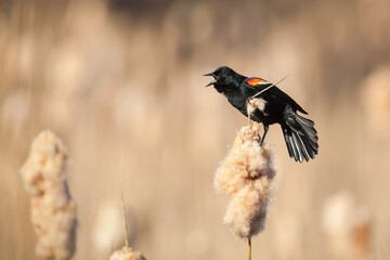Male Red-winged Blackbird calling from atop a cattail