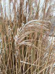 Details of Frosted Winter Grass