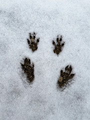 Raccoon Prints in Fresh Snow