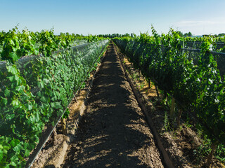 Obraz premium vineyards with anti-hail fabrics in mendoza