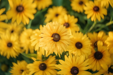 Bouquet of yellow black-eyed Susans flowers filling the frame