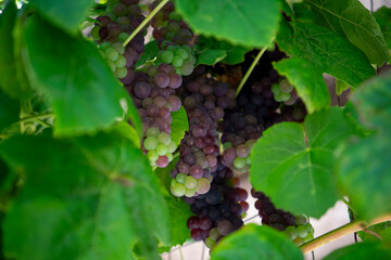 dense cluster of red grapes ripening on the vine