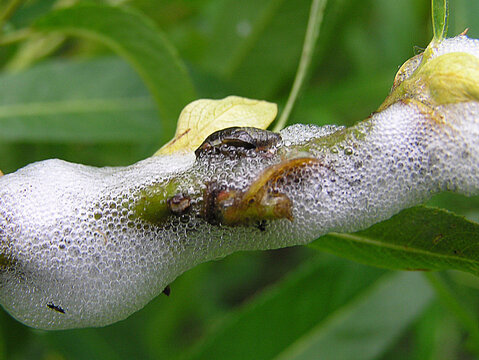 Wiesen Schaumzikade Philaenus spumarius