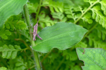 Brown Grasshopper on Green Leaf