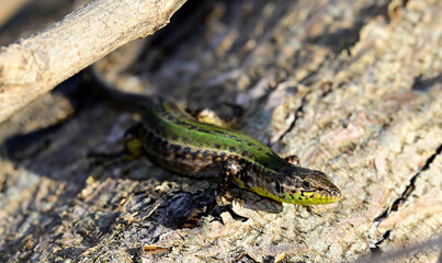 Adriatische Mauereidechse, Karstläufer - Weibchen // Dalmatian wall lizard - female (Podarcis melisellensis fiumanus) - Insel Ada/Ada Bojana, Montenegro