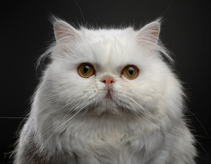 Close up of a white Persian cat