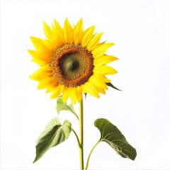 Sunflower seeds on pure white background, studio lights, for food, cooking, or gardening concepts