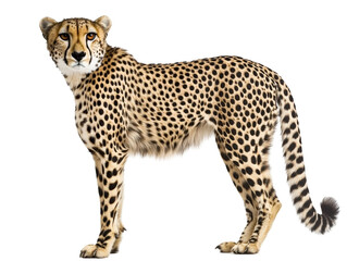 Isolated Cheetah Standing Full Body