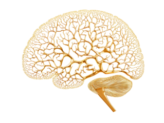 Isolated Golden 3D Brain Wireframe