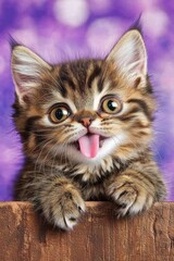 Fototapeta premium Playful Tabby Kitten Sticking Out Tongue with Purple Bokeh Background