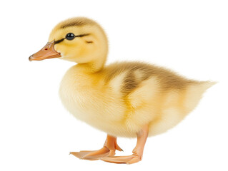 Isolated Yellow and Brown Duckling Standing