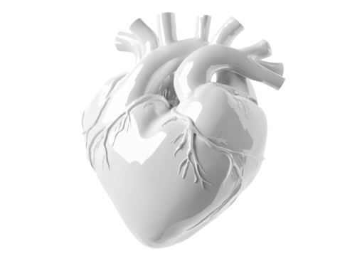 Isolated White Anatomical Heart Model