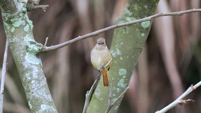 Daurian redstart female perched in a tree