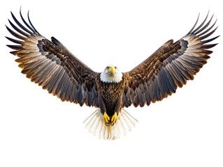 Obraz premium Isolated Bald Eagle with Spread Wings