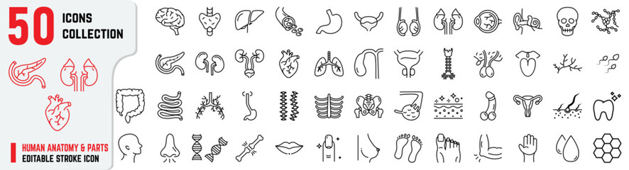 Human Anatomy editable stroke icons also includes Pancreas, Bladder, Liver, Heart, Human Parts, Gallbladder, Bronchi. Human Anatomy 50+ thin icon collections