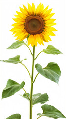 Fototapeta premium Bright and Cheerful Sunflower Bloom with Green Leaves