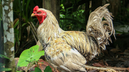 rooster in a borneo village