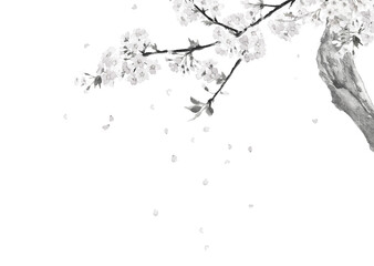 薄墨桜の枝と花びら モノトーン【水墨画風水彩イラスト】コピースペースあり 白バック 透過背景
