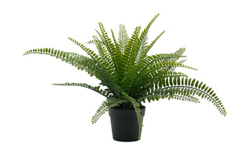 Lush green fern in a black pot. transparent background