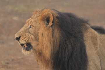 Lion
