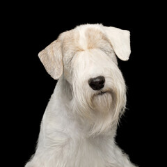 Portrait of Sealyham Terrier Dog Isolated on Black background