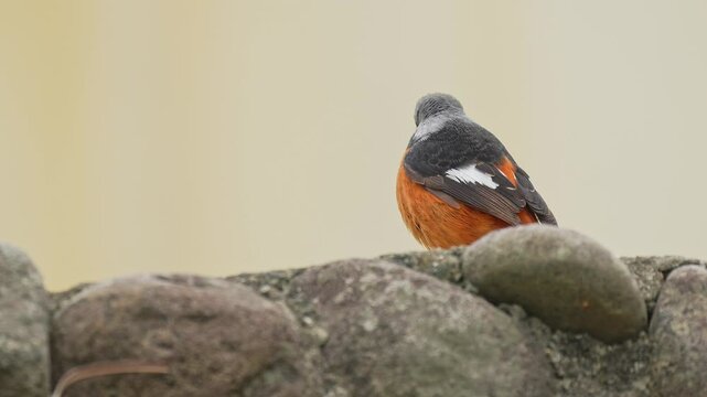 Daurian redstart male sitting on a rock.