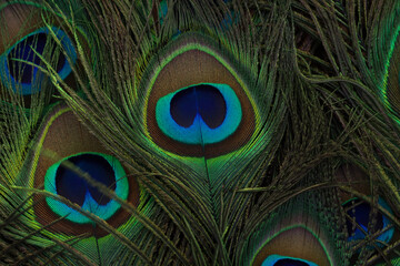 Peacock feather closeup. Selective focus.