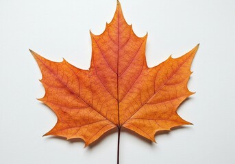 Obraz premium A dried red maple leaf with intricate veins and a natural gradient of autumn colors symbolizing seasonal beauty isolated on a white background