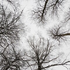 Snowy treetops against a gray winter sky
